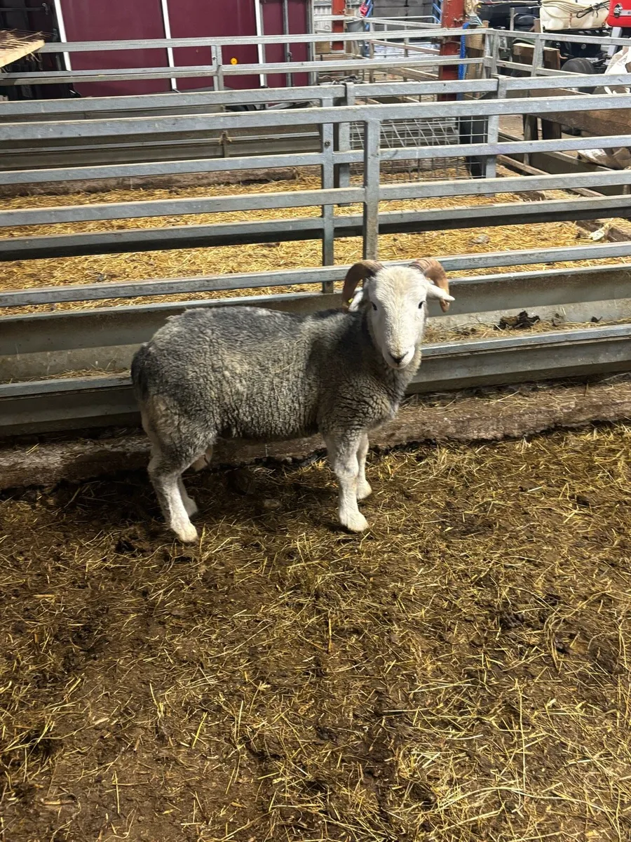 Herdwick ram - Image 1