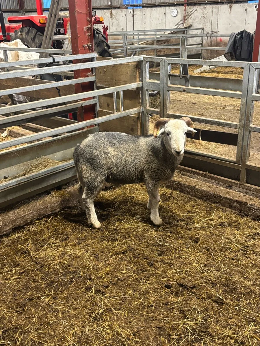 Herdwick ram - Image 2
