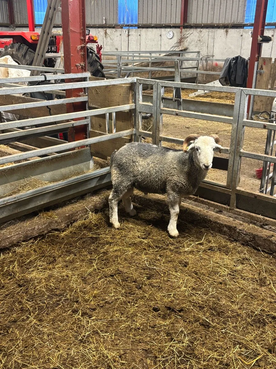 Herdwick ram - Image 3