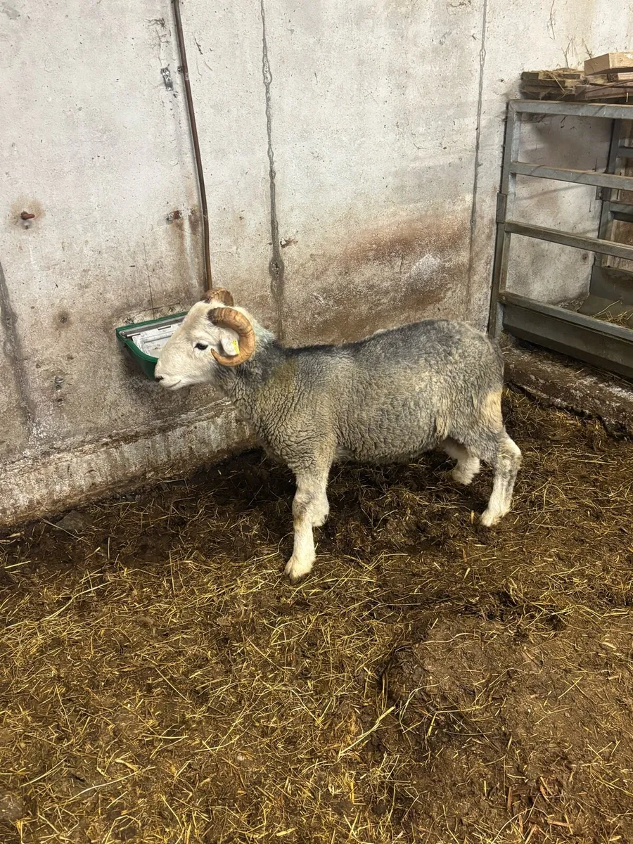 Herdwick ram - Image 4