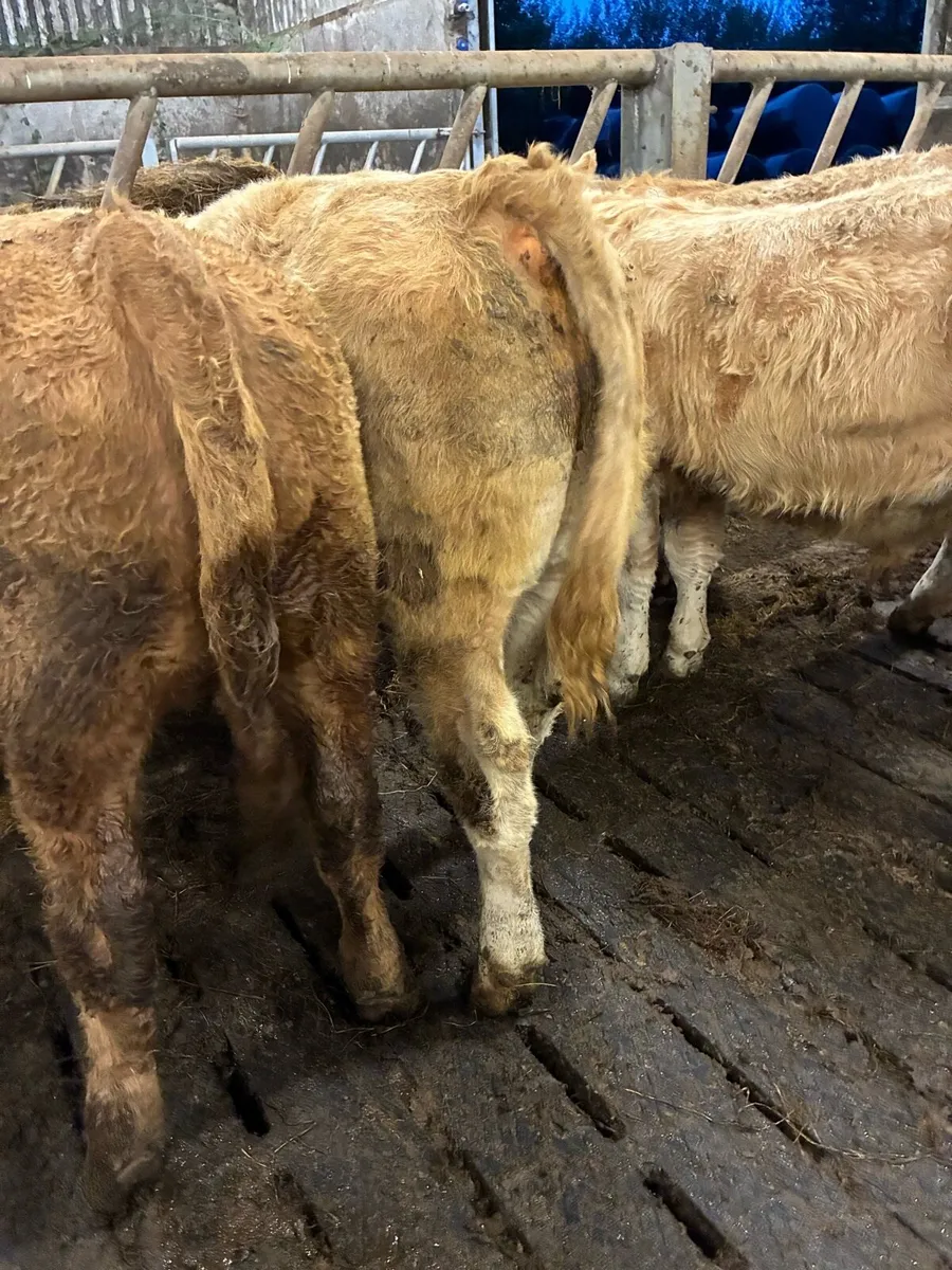 SUPER QUALITY CH/LIM BULL WEANLINGS 340/350KG - Image 4