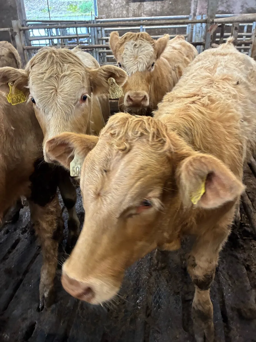 SUPER QUALITY CH BULL WEANLINGS 320-350KG - Image 1