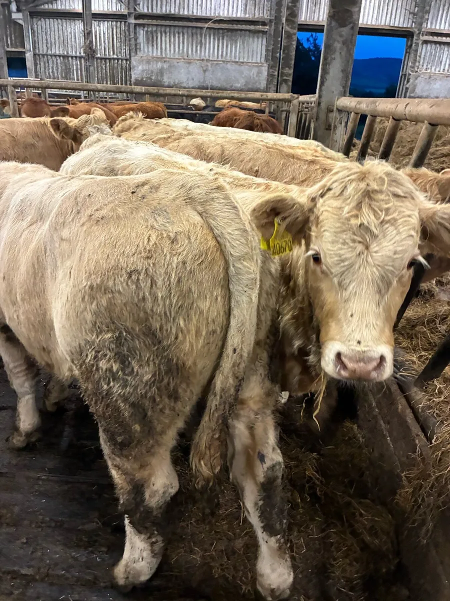 15 QUALITY CH BULL WEANLINGS 300/320KG - Image 1