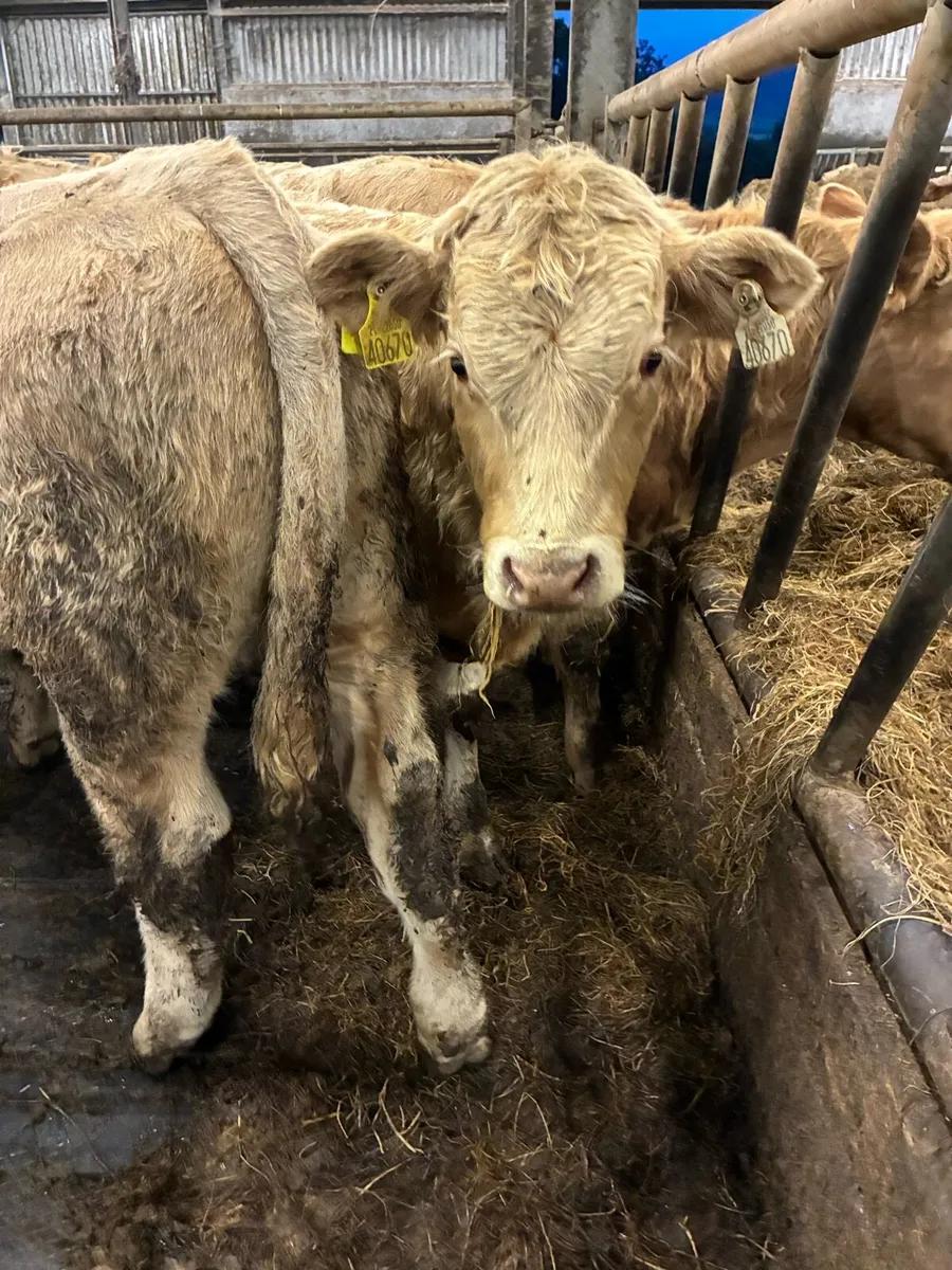 SUPER QUALITY CH BULL WEANLINGS 320-350KG - Image 3