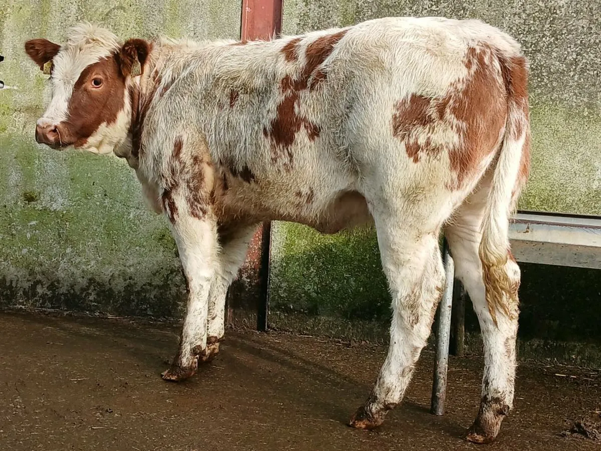4 🌟 Roan Heifer - Image 1