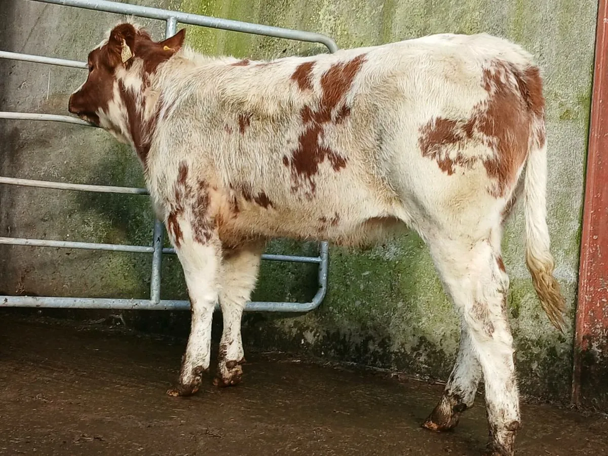 4 🌟 Roan Heifer - Image 2