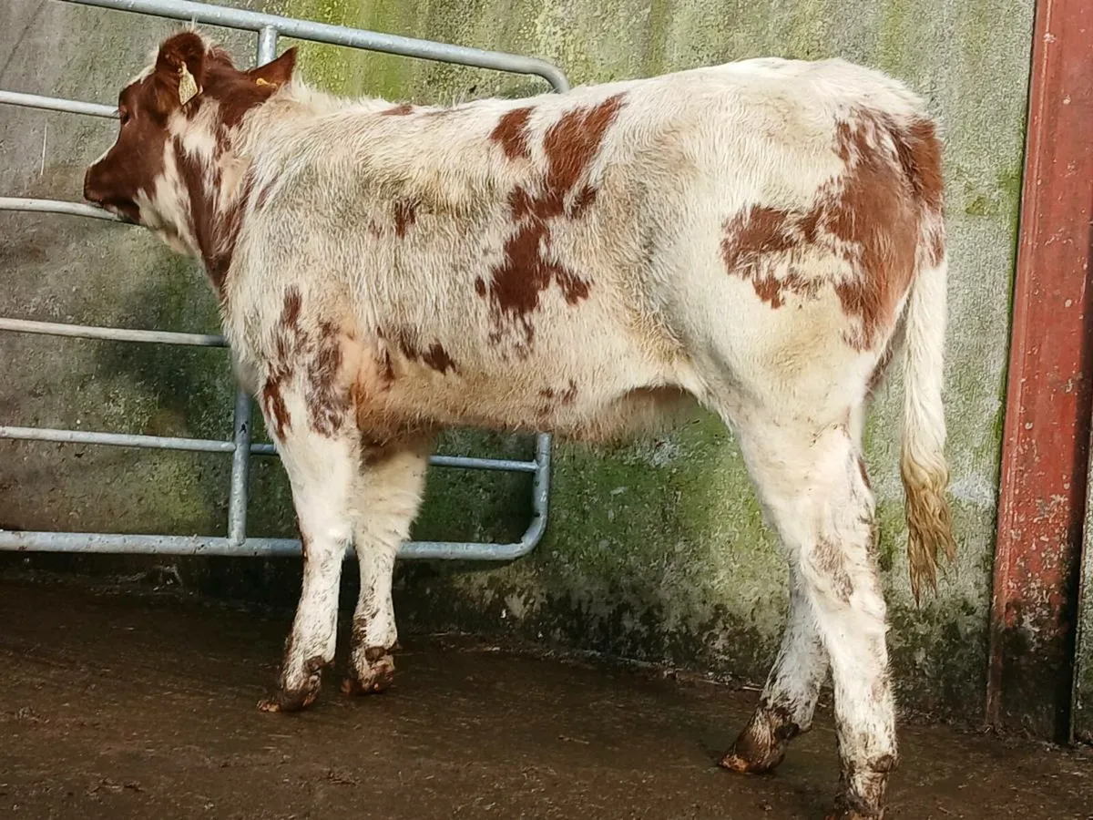 4 🌟 Roan Heifer - Image 3