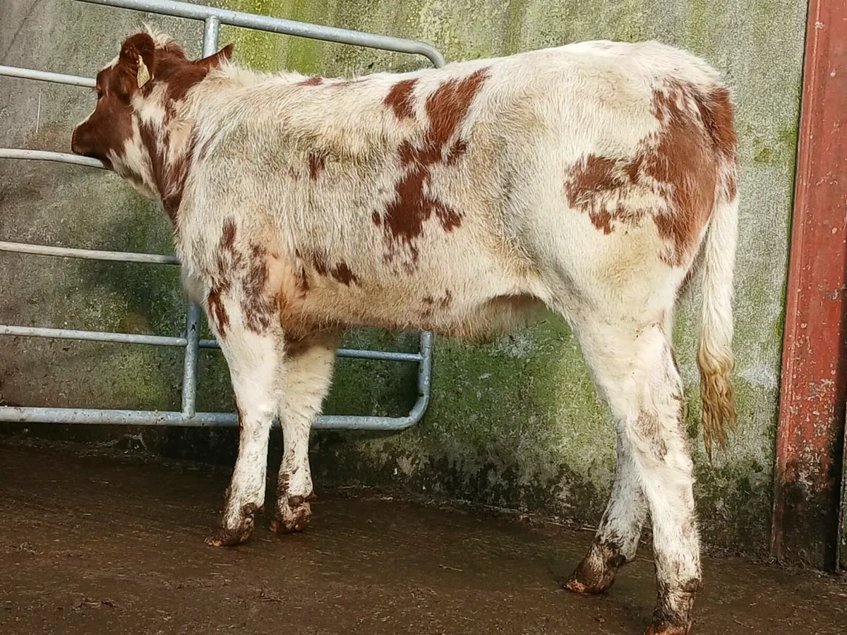 4 🌟 Roan Heifer - Image 4