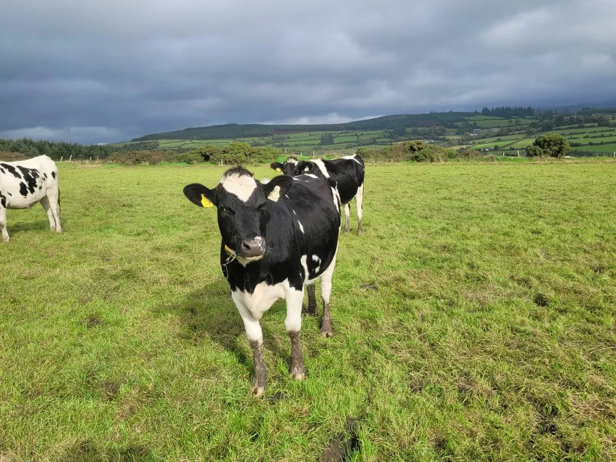 Bulling dairy heifers - Image 3