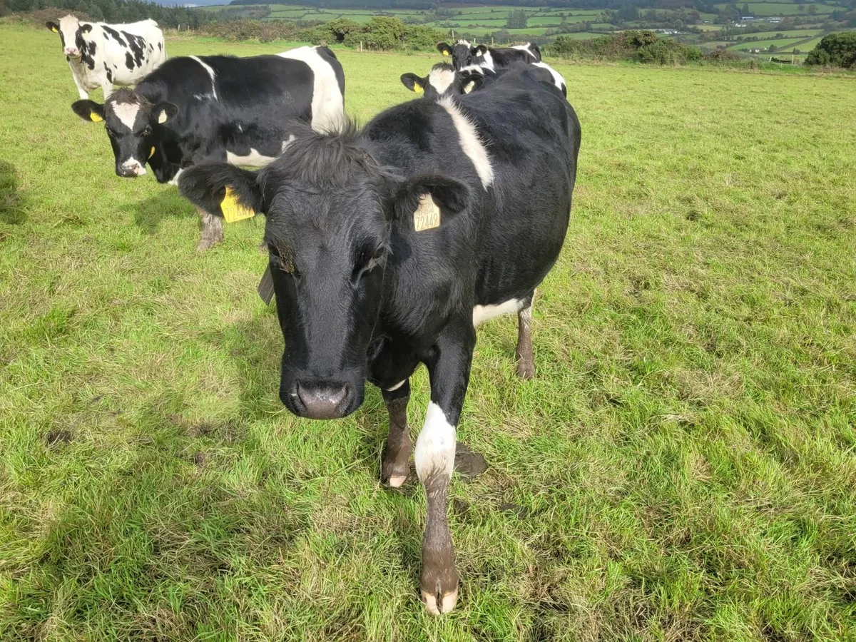 Bulling dairy heifers - Image 4