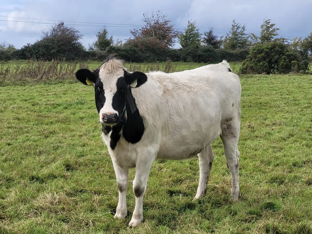 Bulling dairy heifers - Image 1
