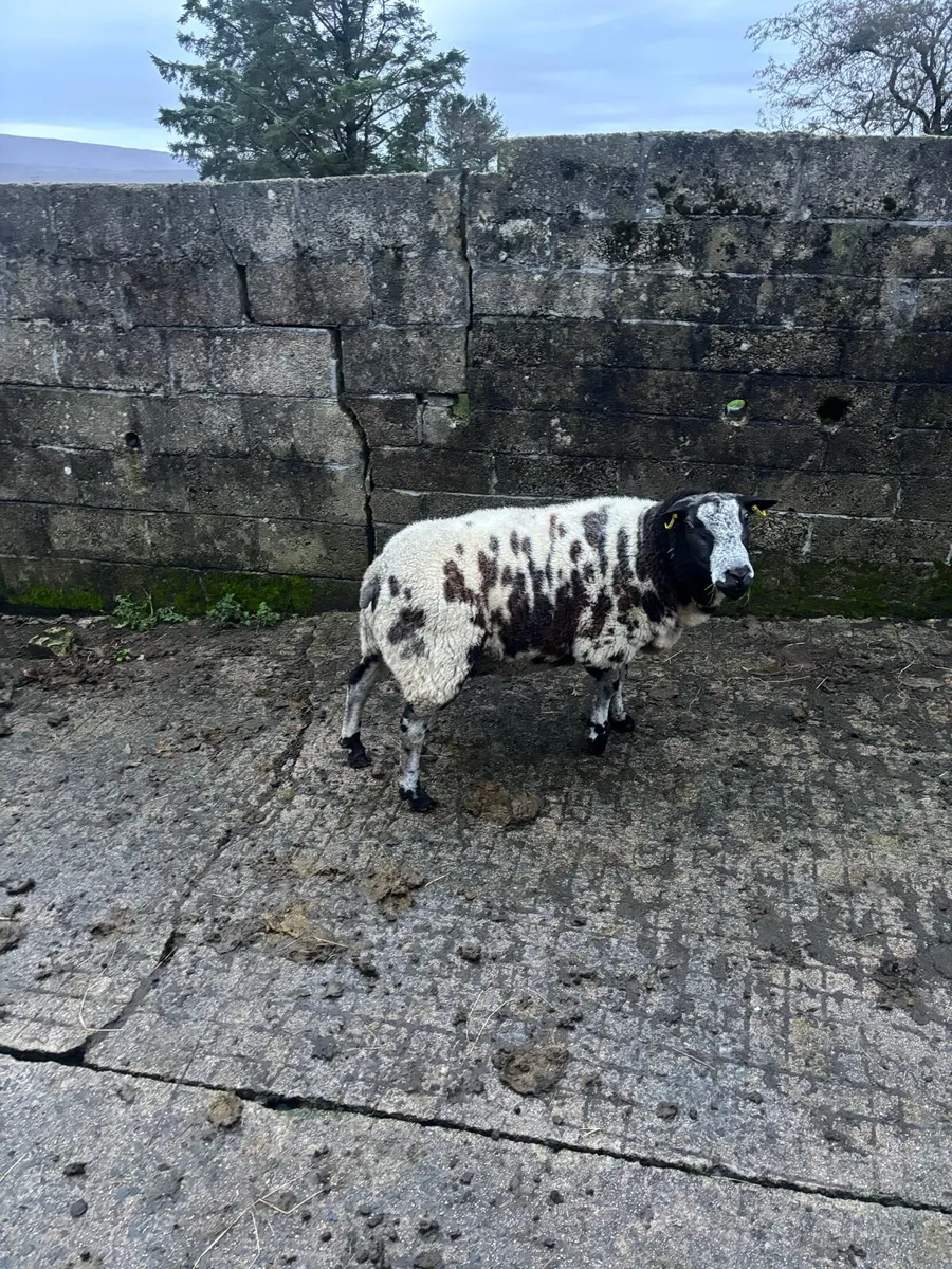 Dutch spotted ram - Image 1