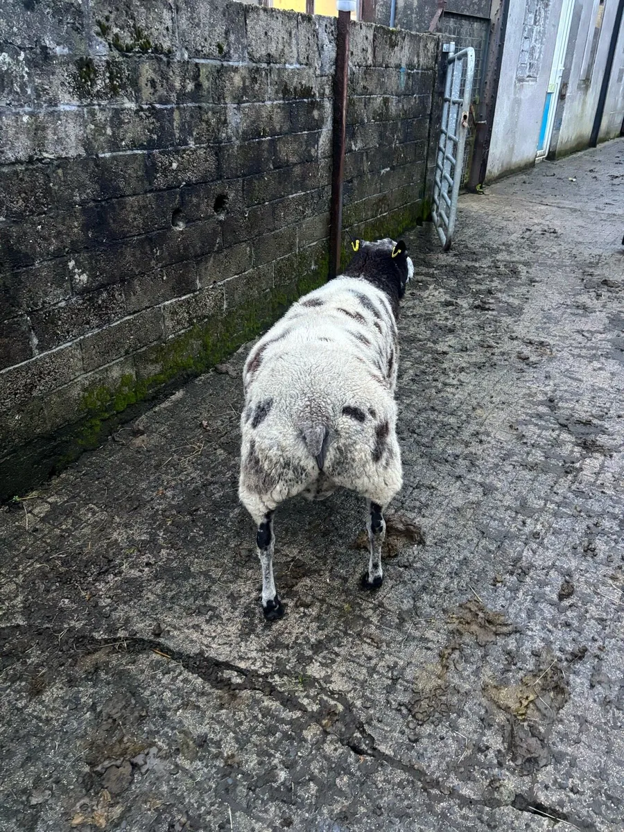 Dutch spotted ram - Image 2