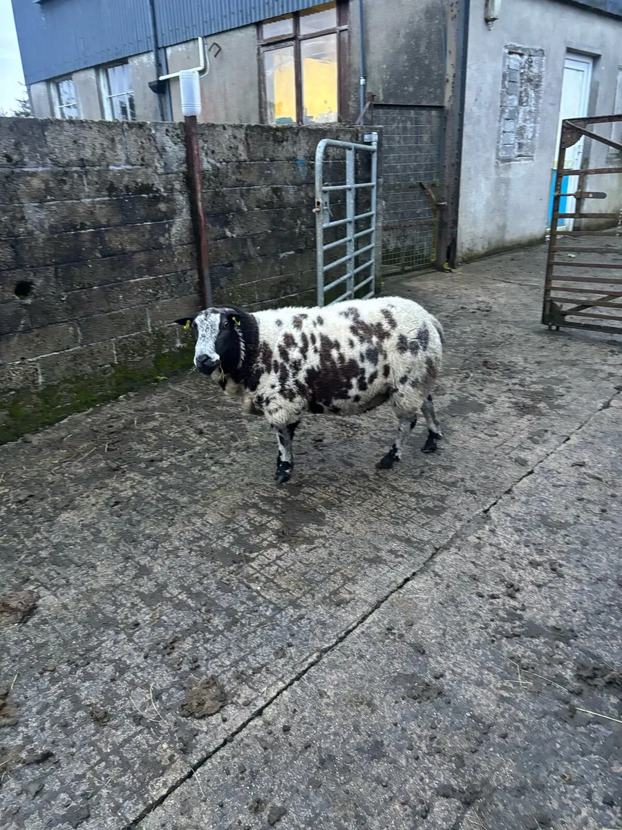 Dutch spotted ram - Image 3