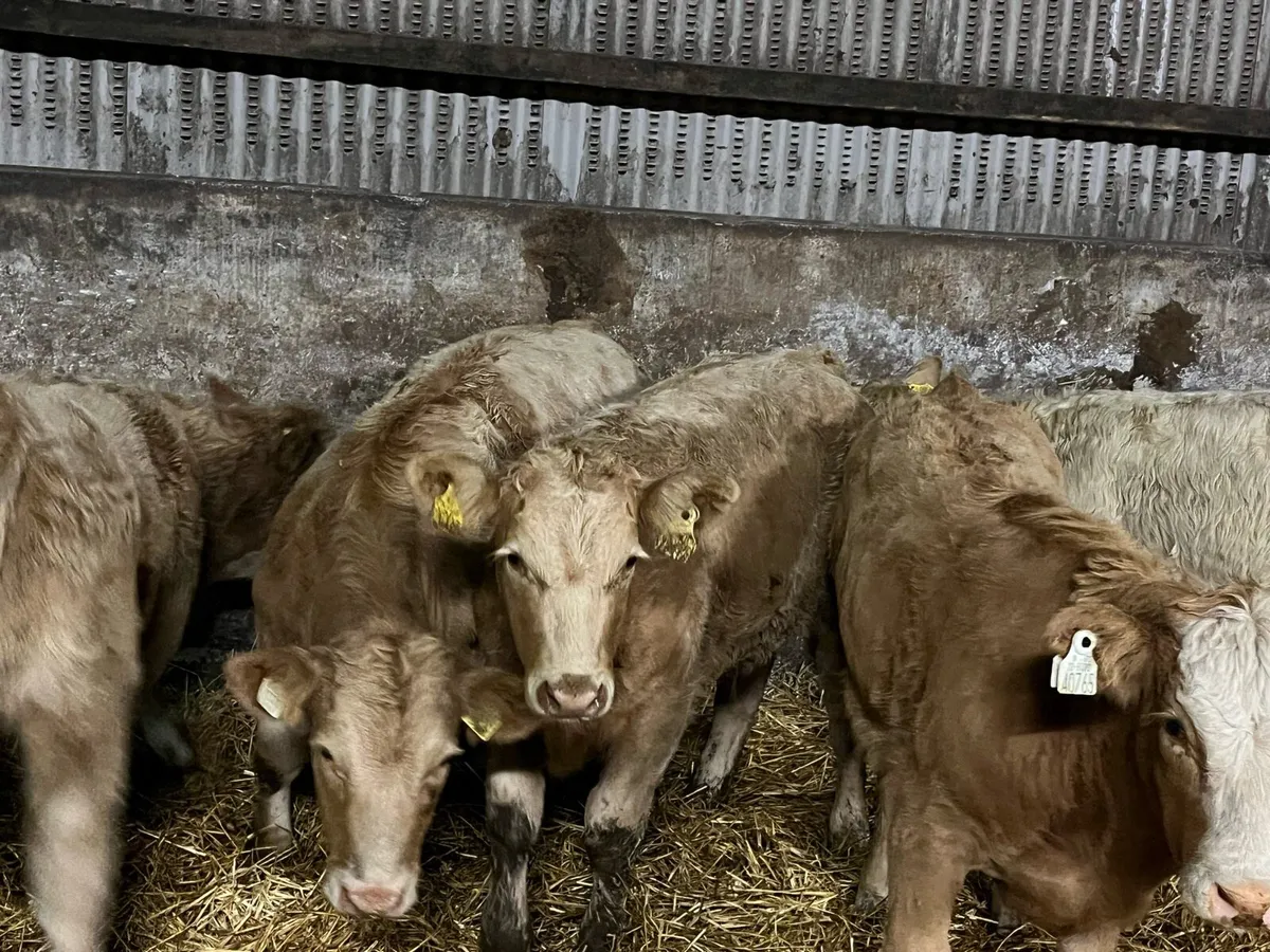 Five Charolais Heifers - Image 1