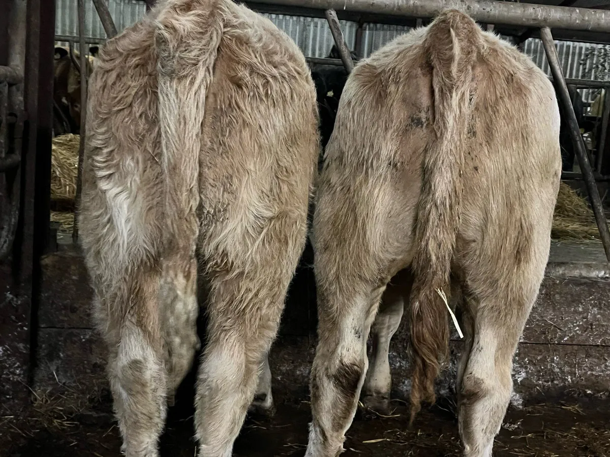 Five Charolais Heifers - Image 2