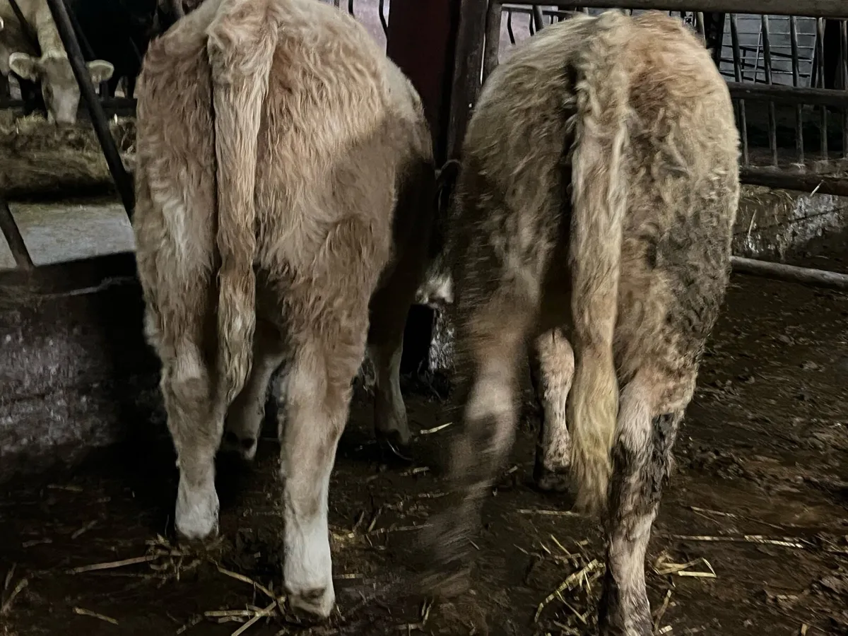 Five Charolais Heifers - Image 3