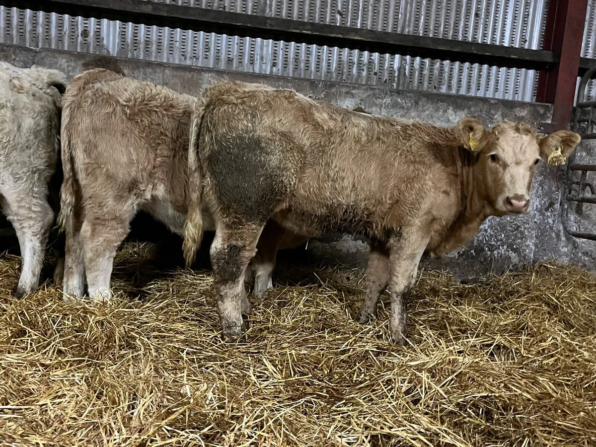Five Charolais Heifers - Image 4