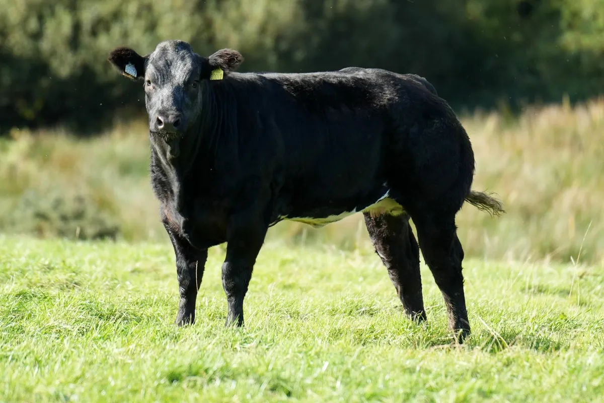 15 Limousin Heifer Weanlings - Manorhamilton Mart - Image 1