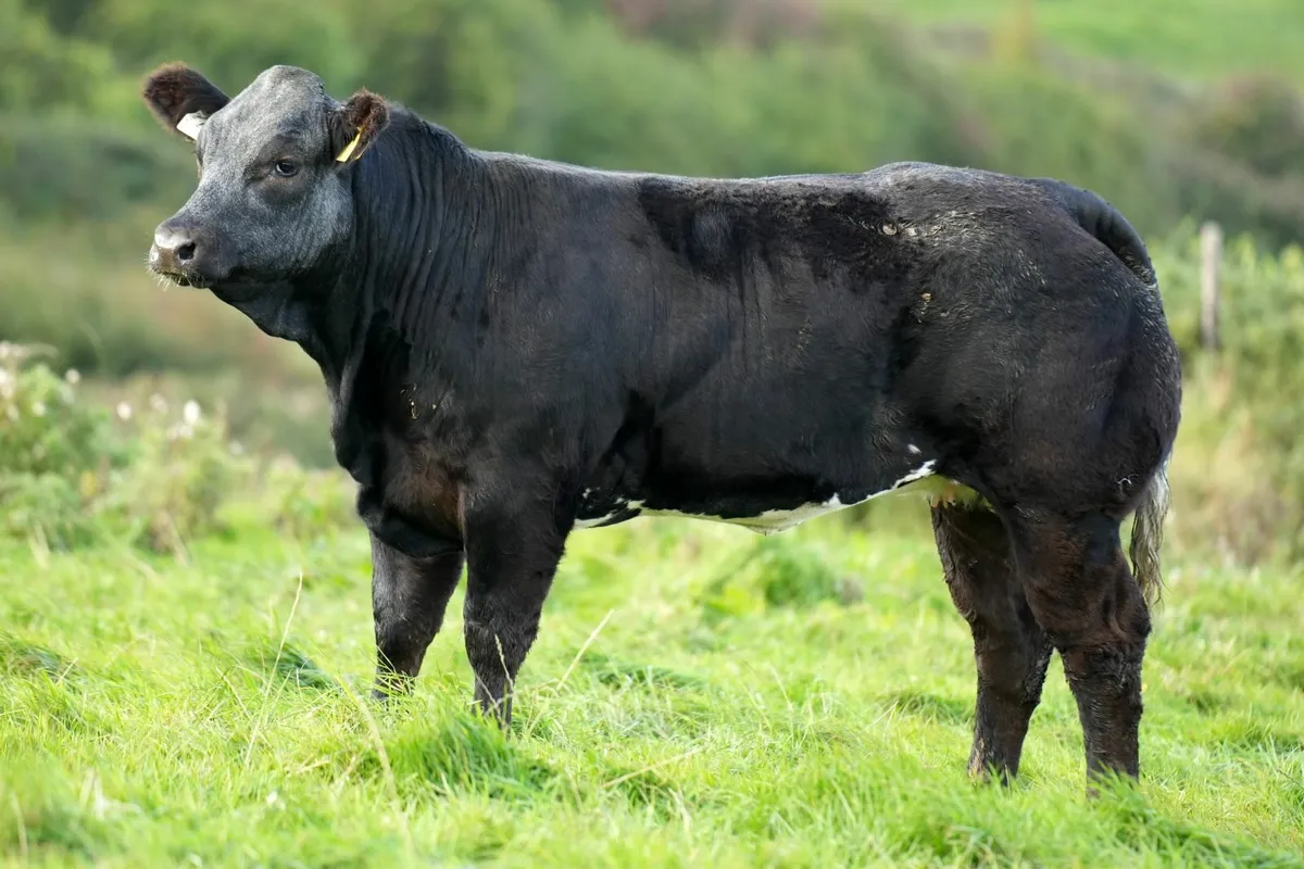 15 Limousin Heifer Weanlings - Manorhamilton Mart - Image 2