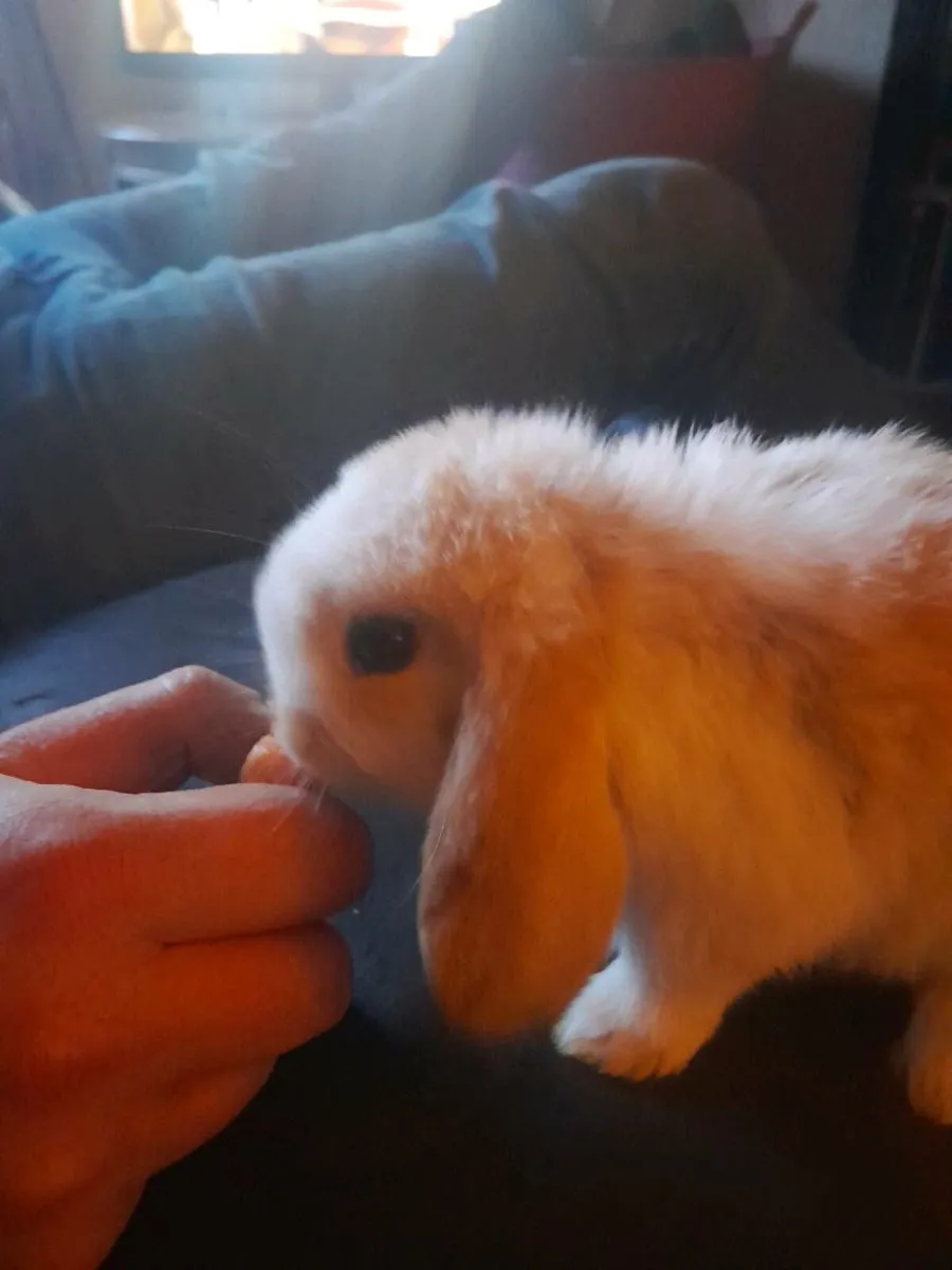 Bunny rabbits hand reared - Image 1
