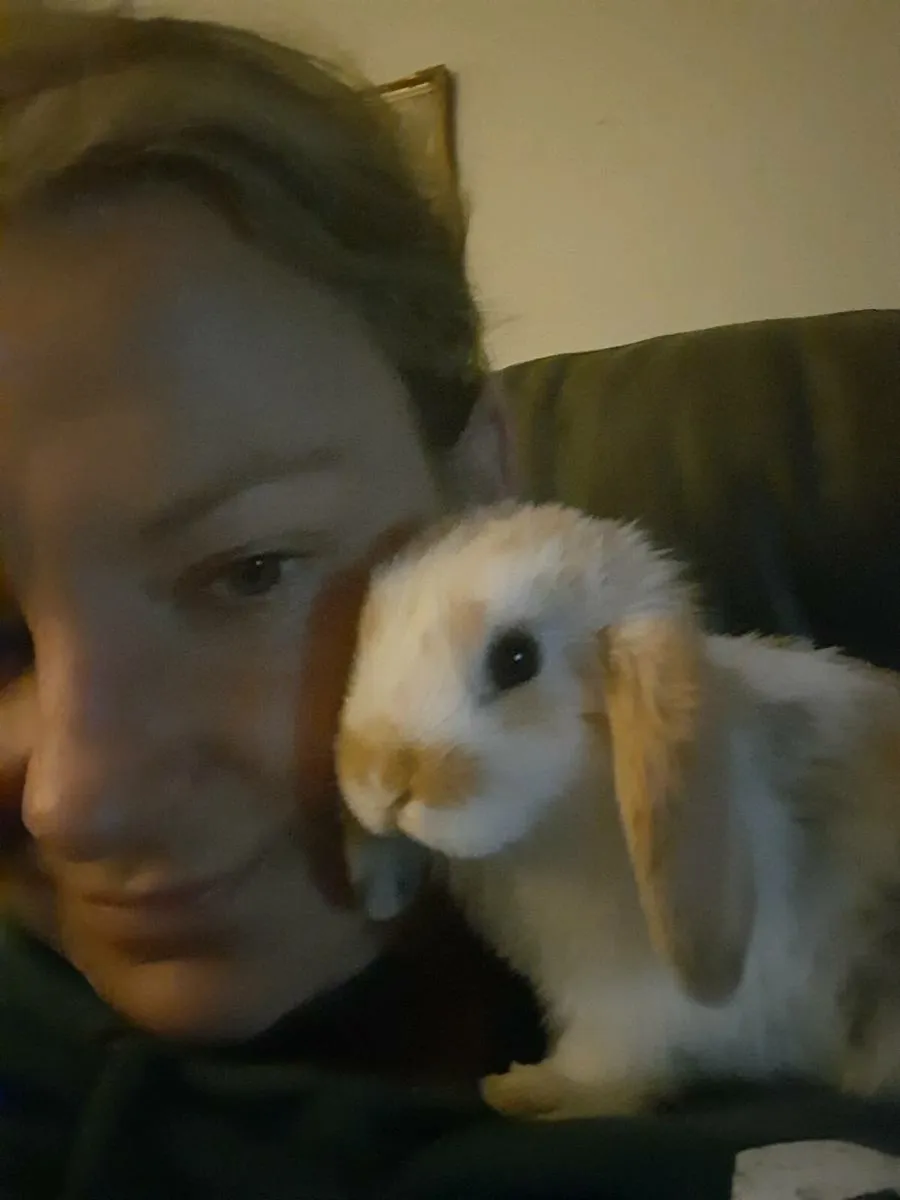 Bunny rabbits hand reared - Image 2