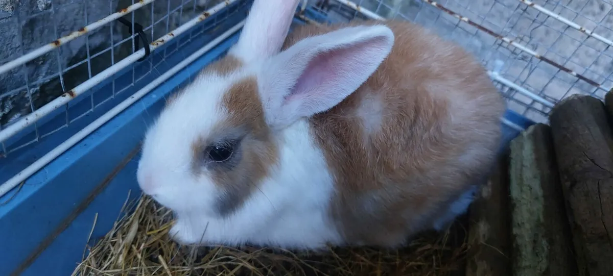 Bunny rabbits hand reared - Image 3