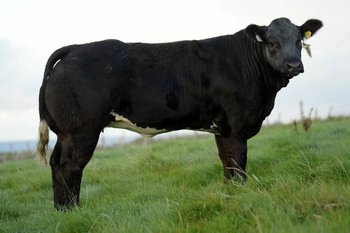 15 Limousin Heifer Weanlings - Manorhamilton Mart - Image 3