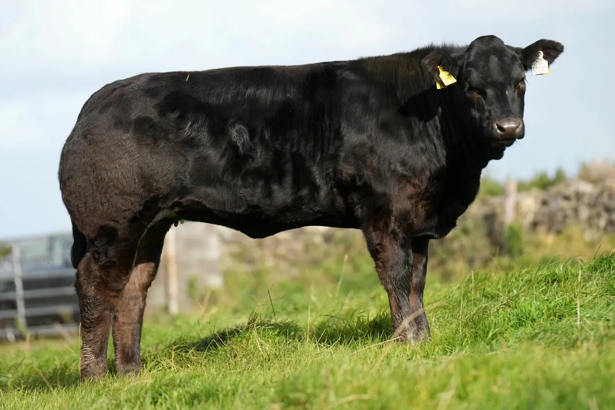 15 Limousin Heifer Weanlings - Manorhamilton Mart - Image 4