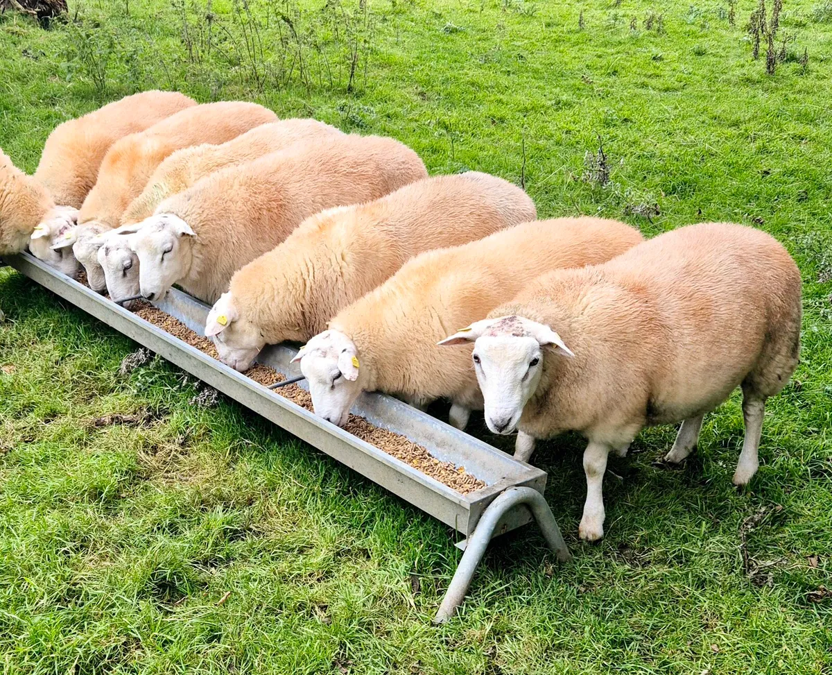 Pedigree Belclare Ram Lambs (Sis Eligible) - Image 1