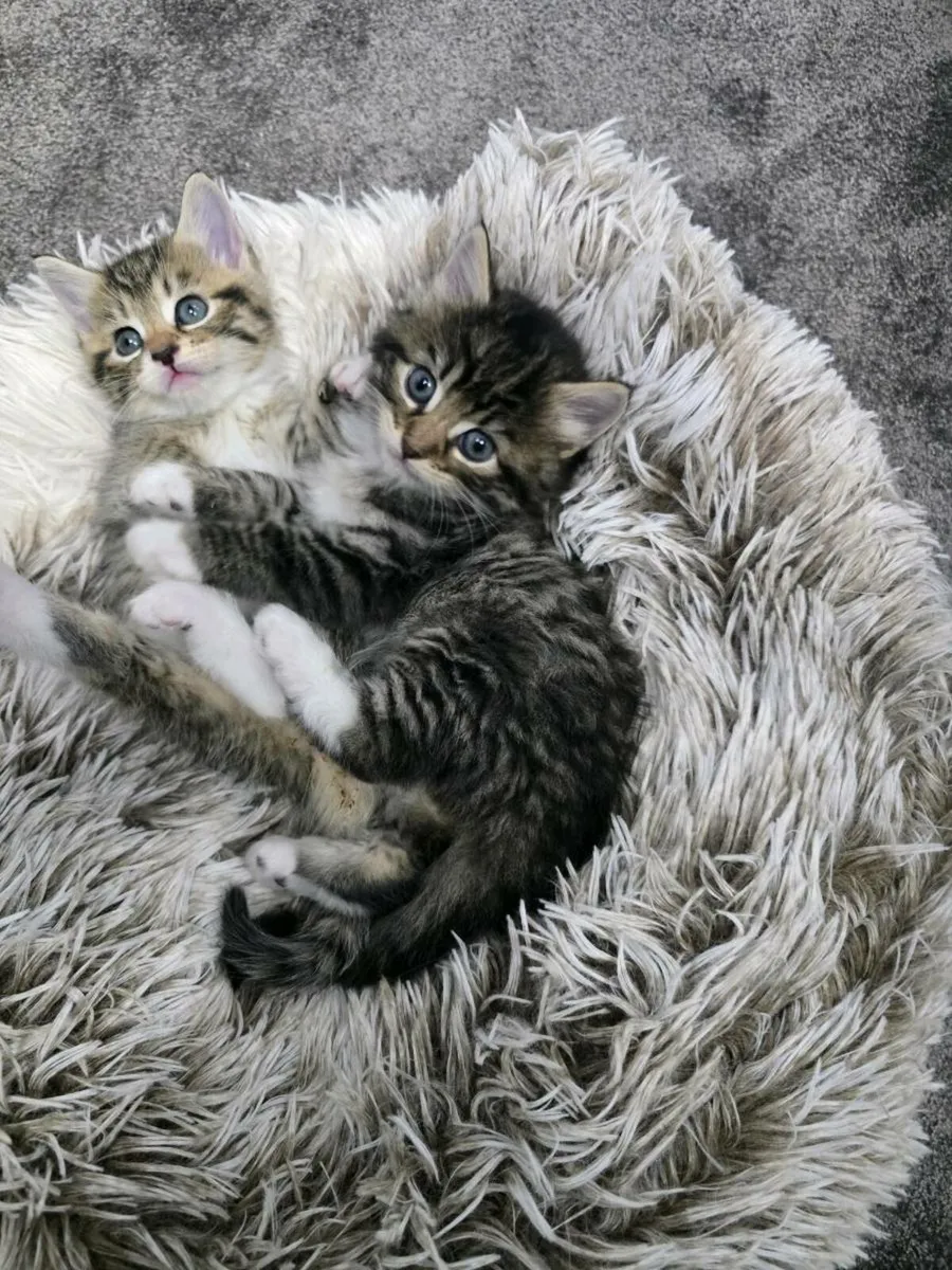 Kittens - Image 3