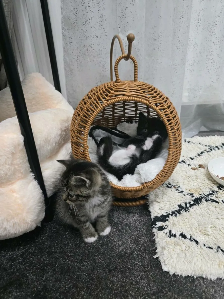 Kittens - Image 4