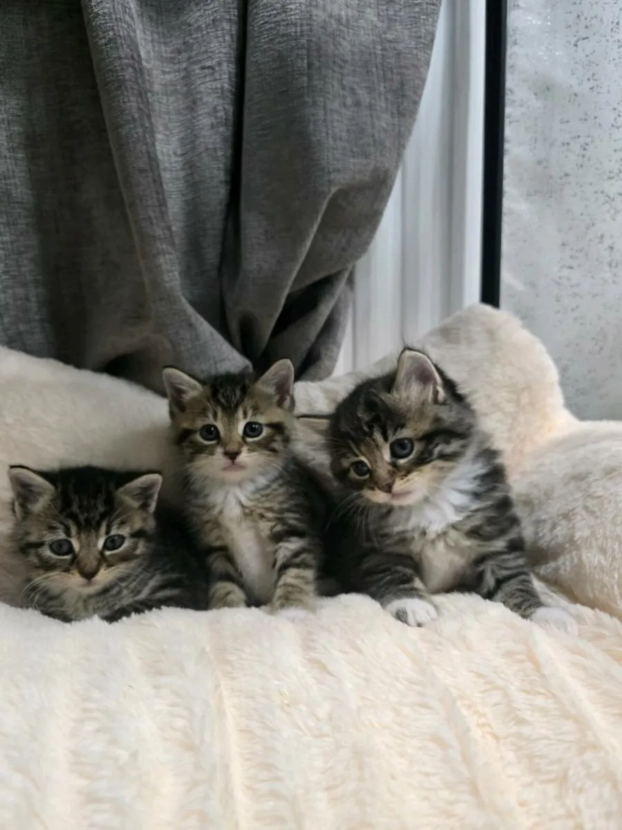 Kittens - Image 2