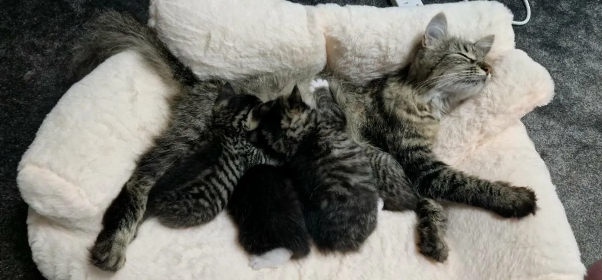 Kittens - Image 1