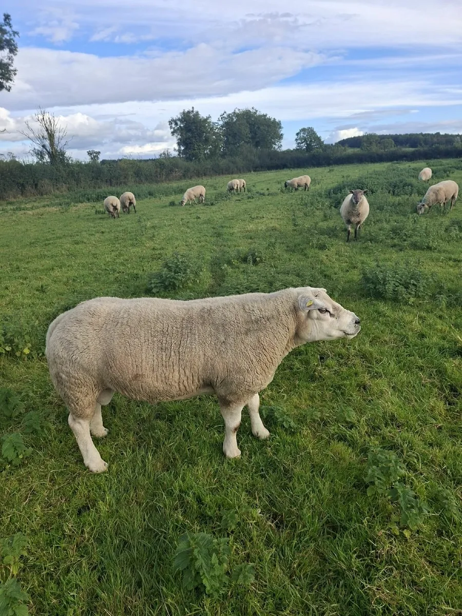 Ram Texel purebred registered 5* terminal - Image 1