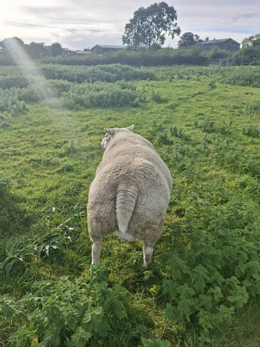 Ram Texel purebred registered 5* terminal - Image 2