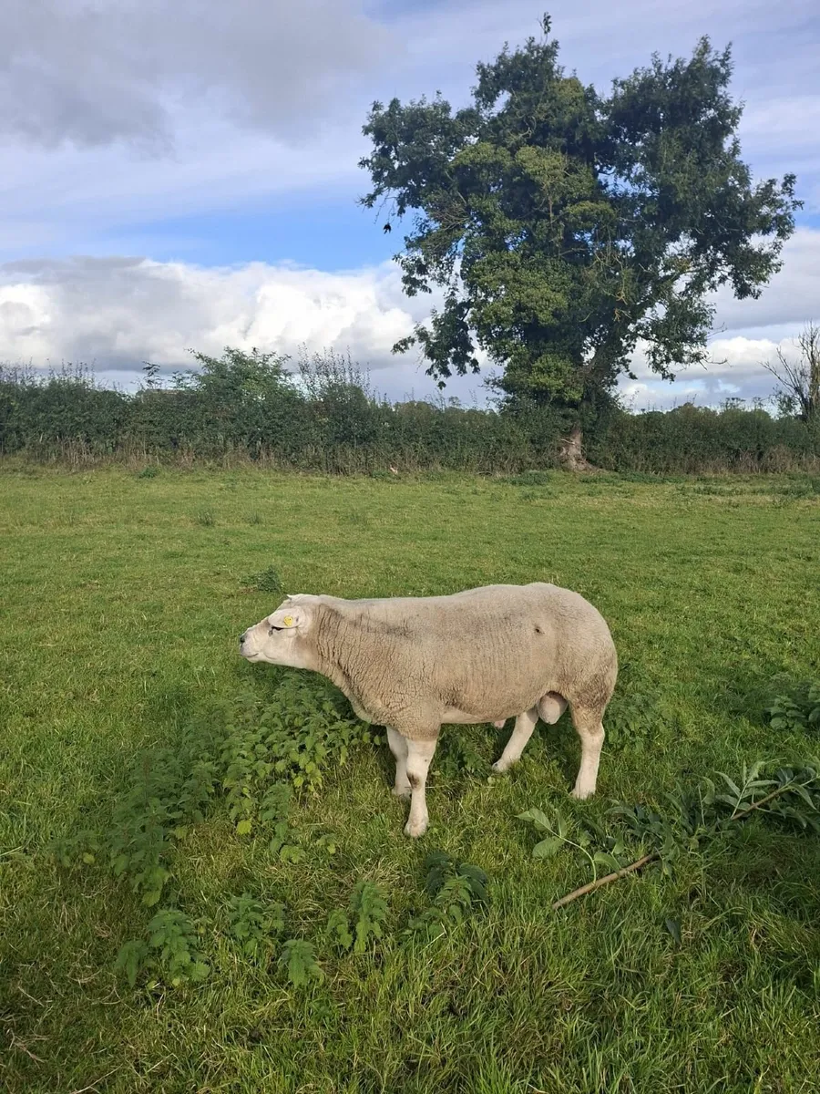 Ram Texel purebred registered 5* terminal - Image 3