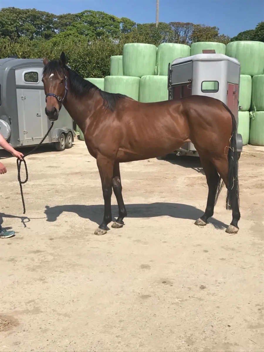 Flemensfirth tb broodmare - Image 2