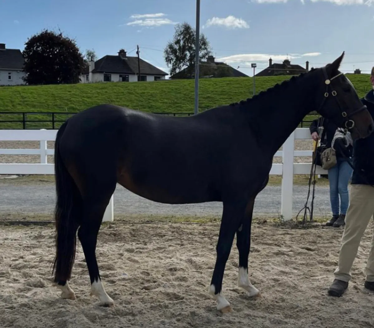 138 3 year old HSF Lucky Boy filly - Image 1
