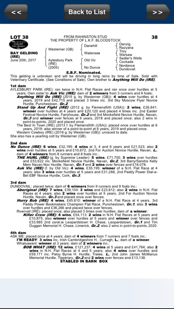 Flemensfirth tb broodmare - Image 3