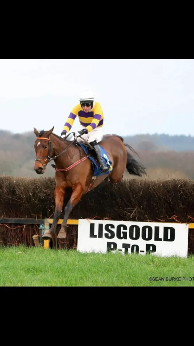 Flemensfirth tb broodmare - Image 1