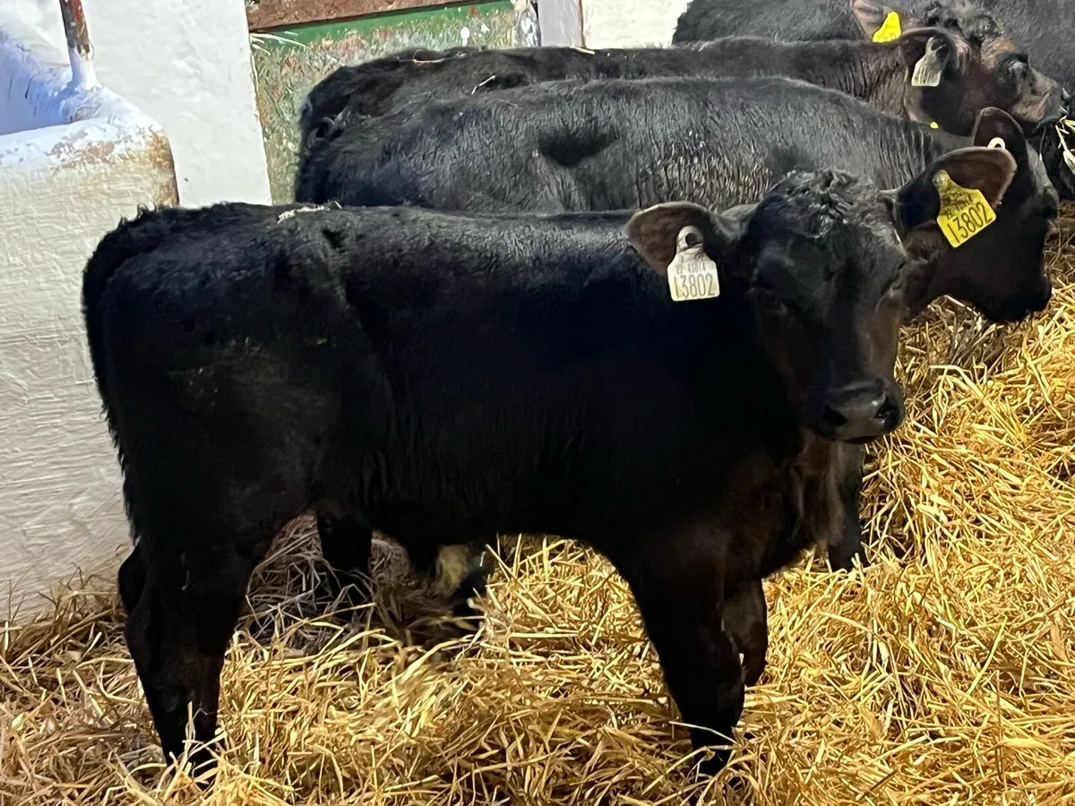Super Aberdeen Angus Bull Calves - Image 1