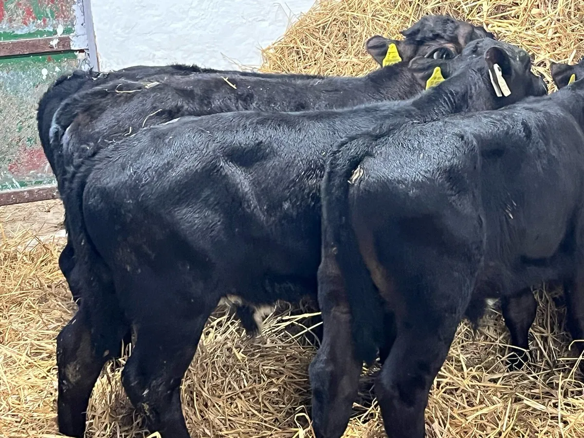 Super Aberdeen Angus Bull Calves - Image 2