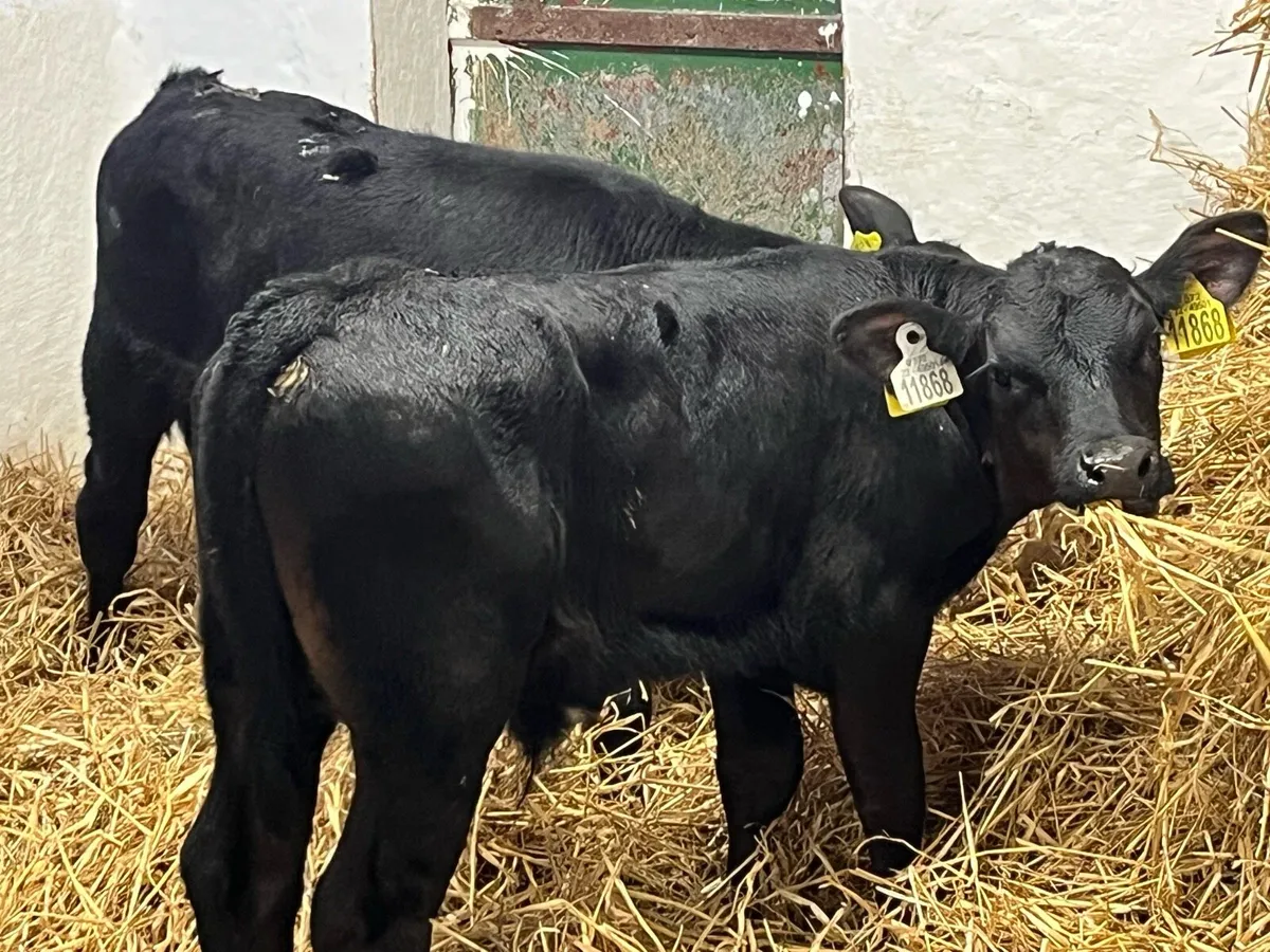 Super Aberdeen Angus Bull Calves - Image 3