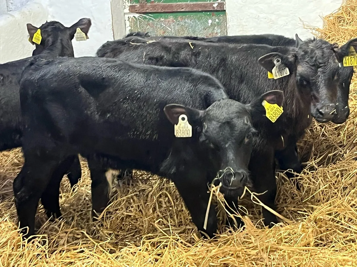 Super Aberdeen Angus Bull Calves - Image 4