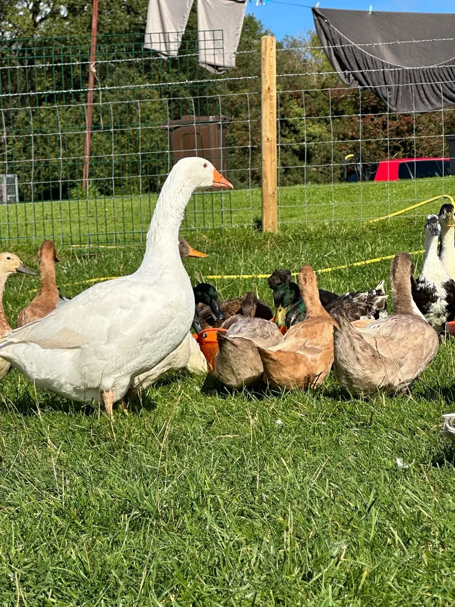 Pure bred pullets and pairs - Image 2