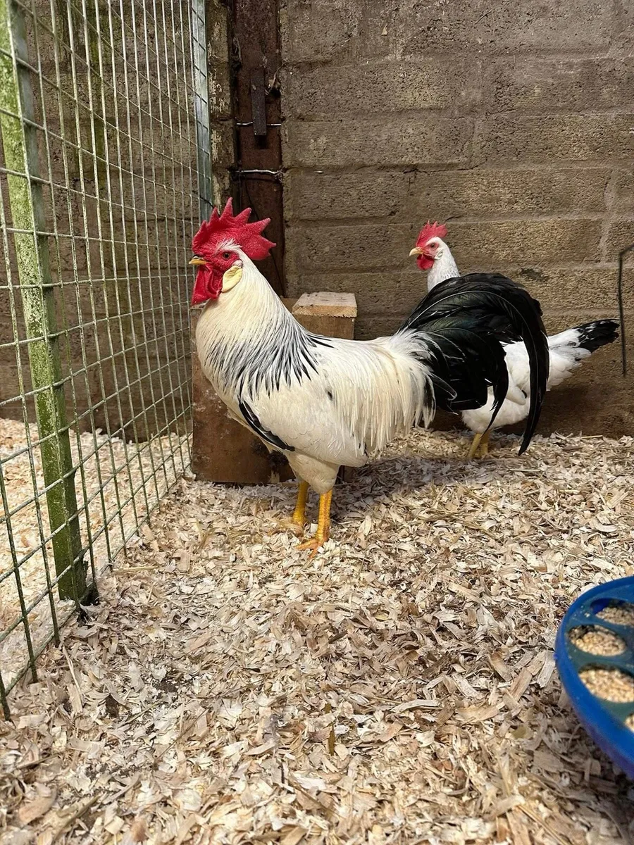 Pure bred pullets and pairs - Image 1