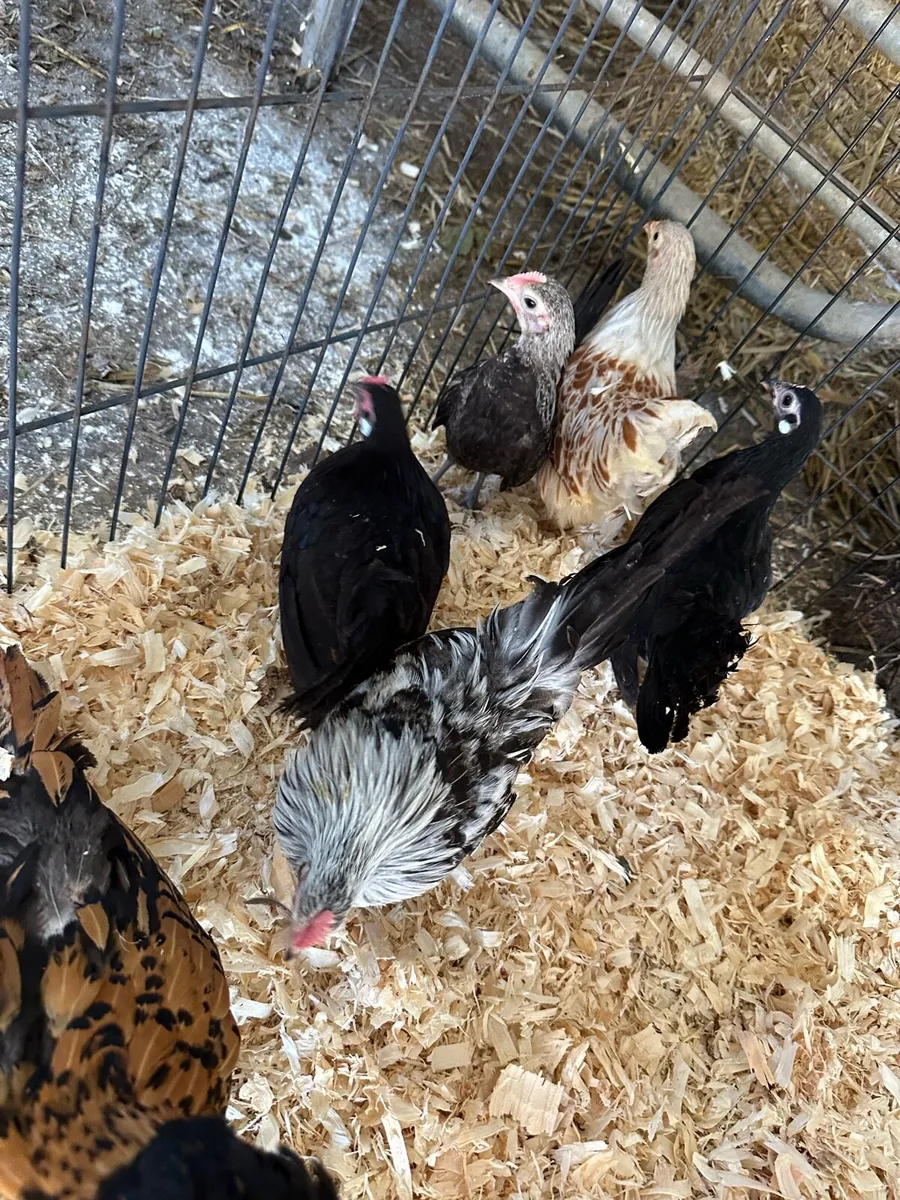 Pure bred pullets and pairs - Image 4