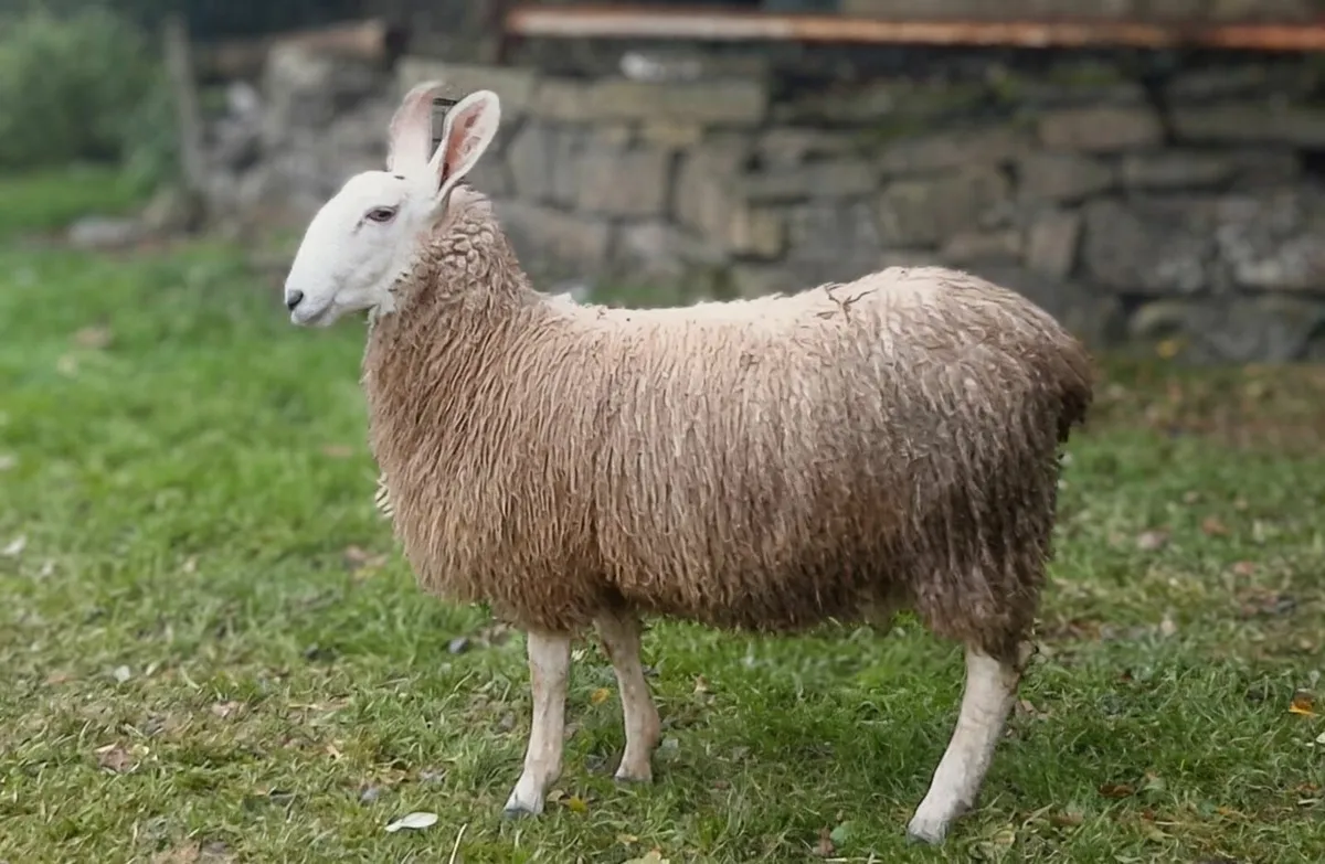 Border Leicester Rams - Image 2