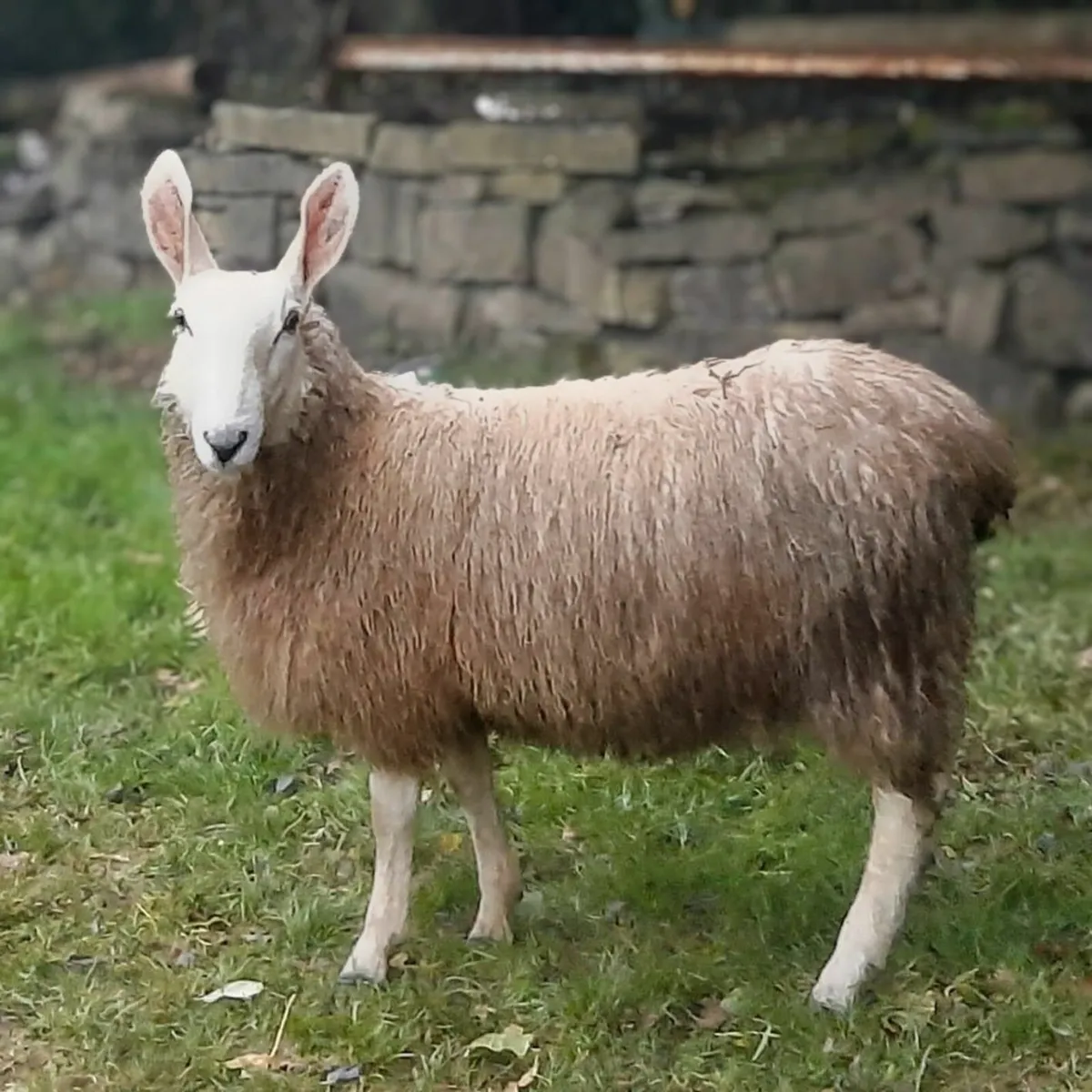 Border Leicester Rams - Image 3